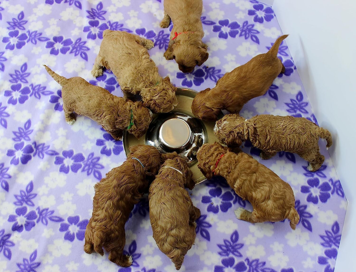 Stainless Steel Puppy Dog Bowls (2-Pack) – 11.8" Food & Water Feeder Dishes for Pets and Puppies